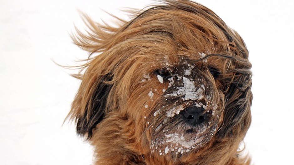 In biblioteca un viaggio nel “fantastico mondo del cane” per i più piccoli